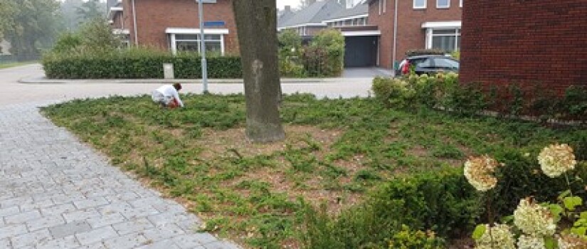 NW-Prinsenbeek-Dennenweg_(3)